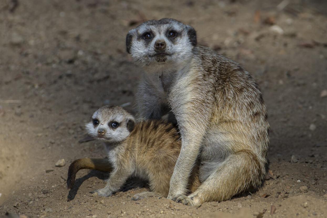 meerkat with meerkat baby