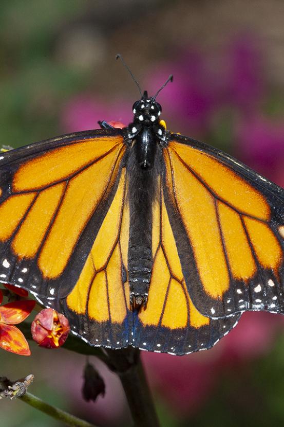 Monarch butterfly