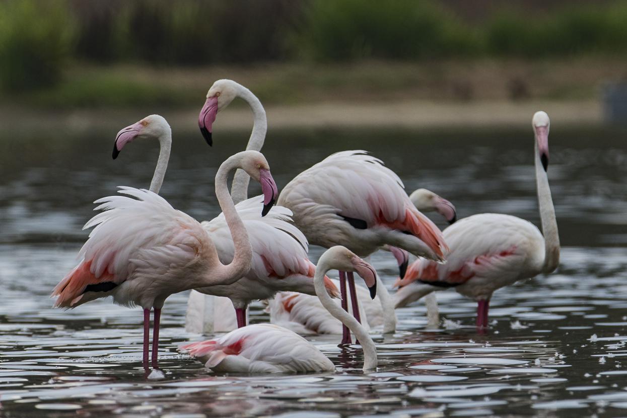 flamingos