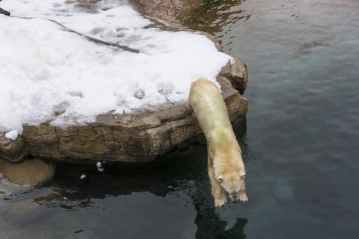 a polar bear dives into a frigid body of water at the San Diego Zoo