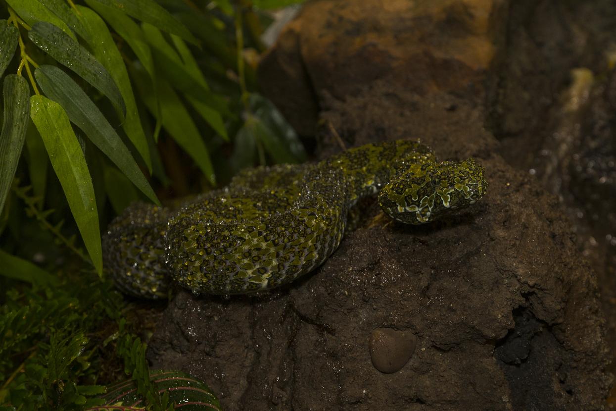 Mang Mountain pit viper on rock