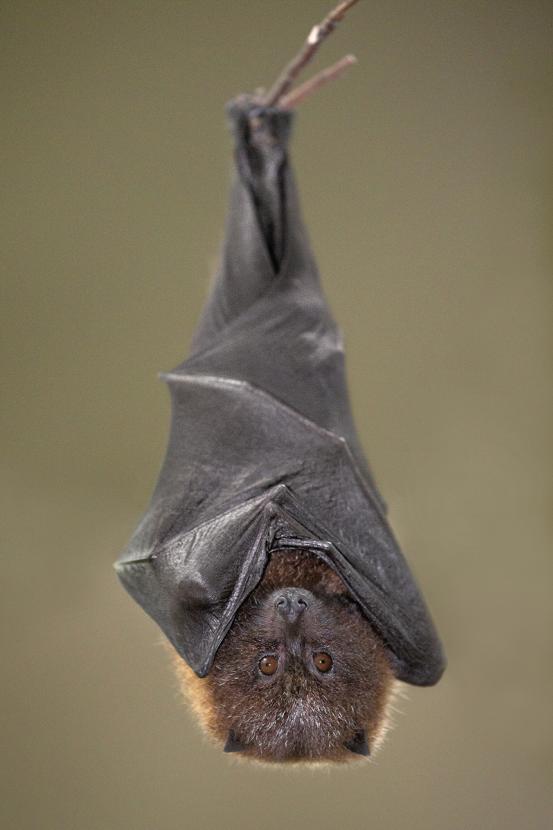 Rodrigues flying fox