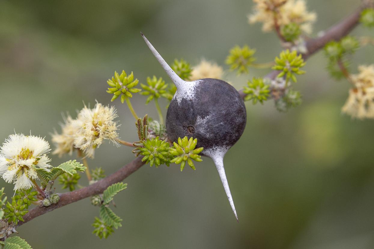 Whistling thorn tree bulb