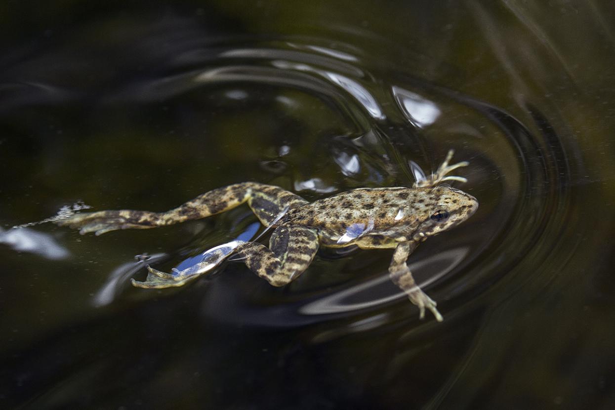 Mountain yellow-legged frog