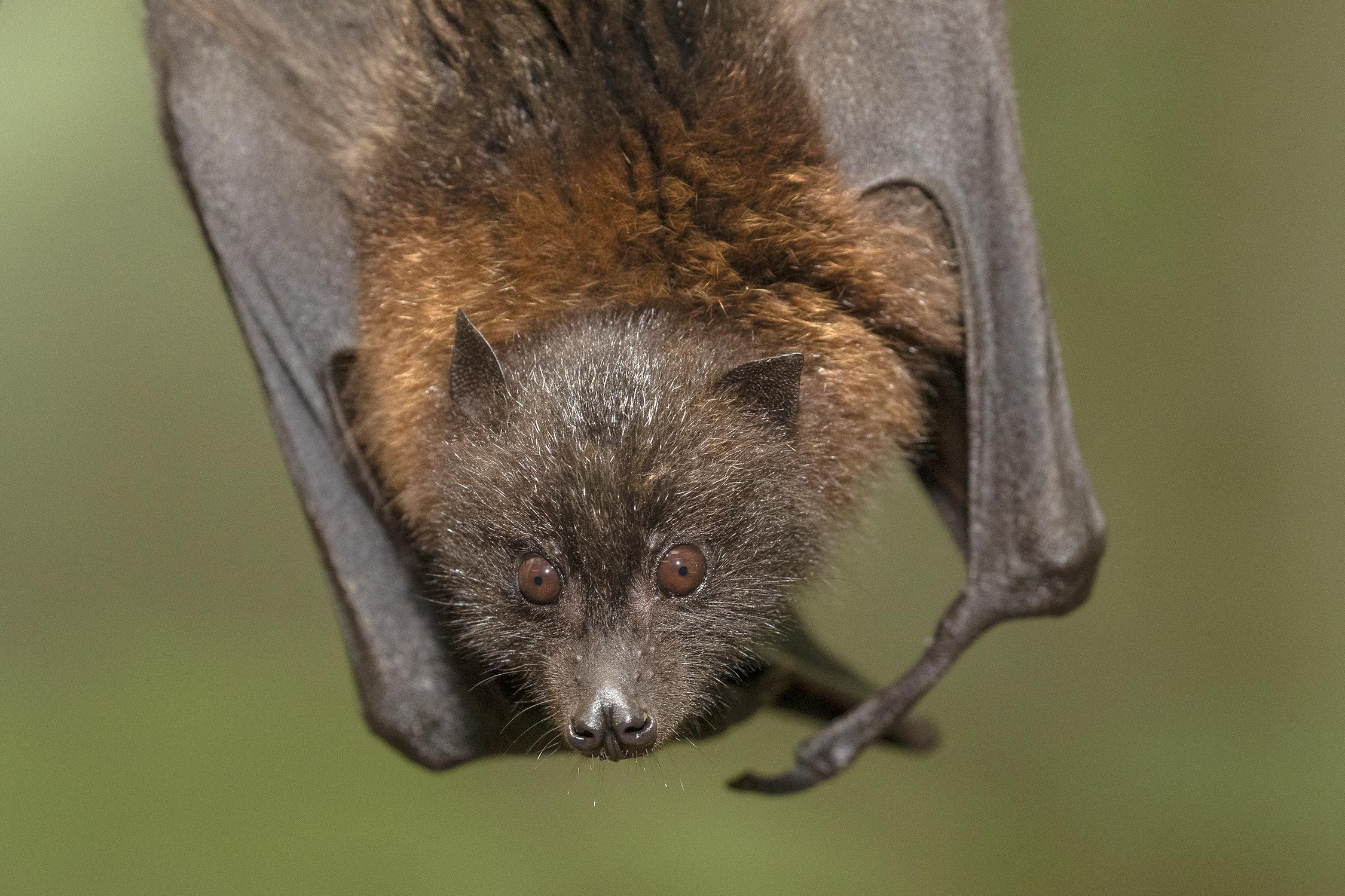 Rodrigues flying fox hanging upside-down facing reader