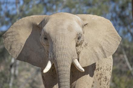 Closeup of elephant