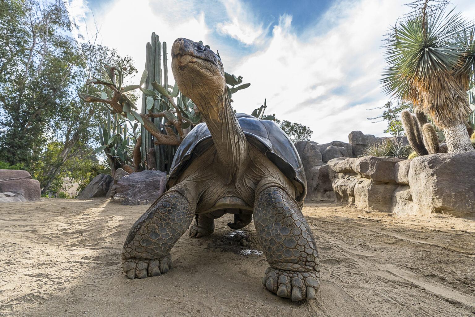 Galápagos tortoise