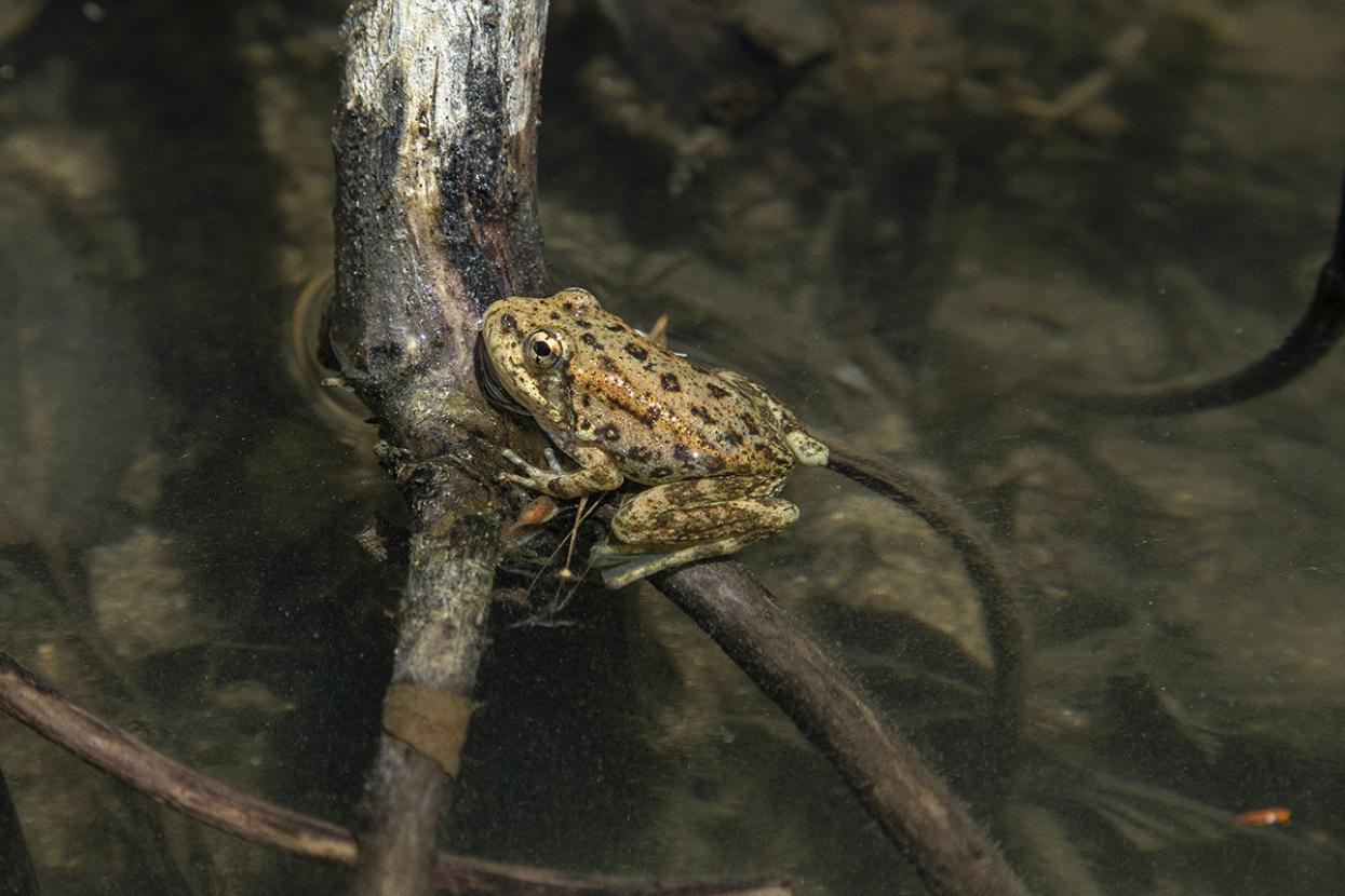 mountain yellow-legged frog