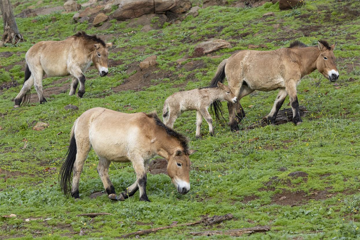 Przewalski's horses