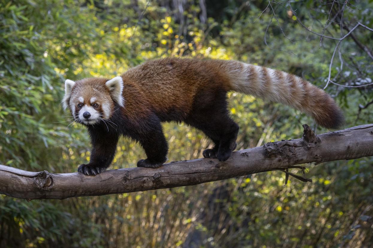 red panda on tree branch