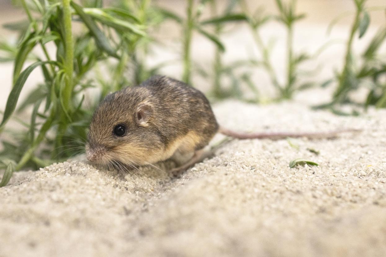 Pacific pocket mouse