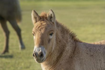 Przewalski’s horses