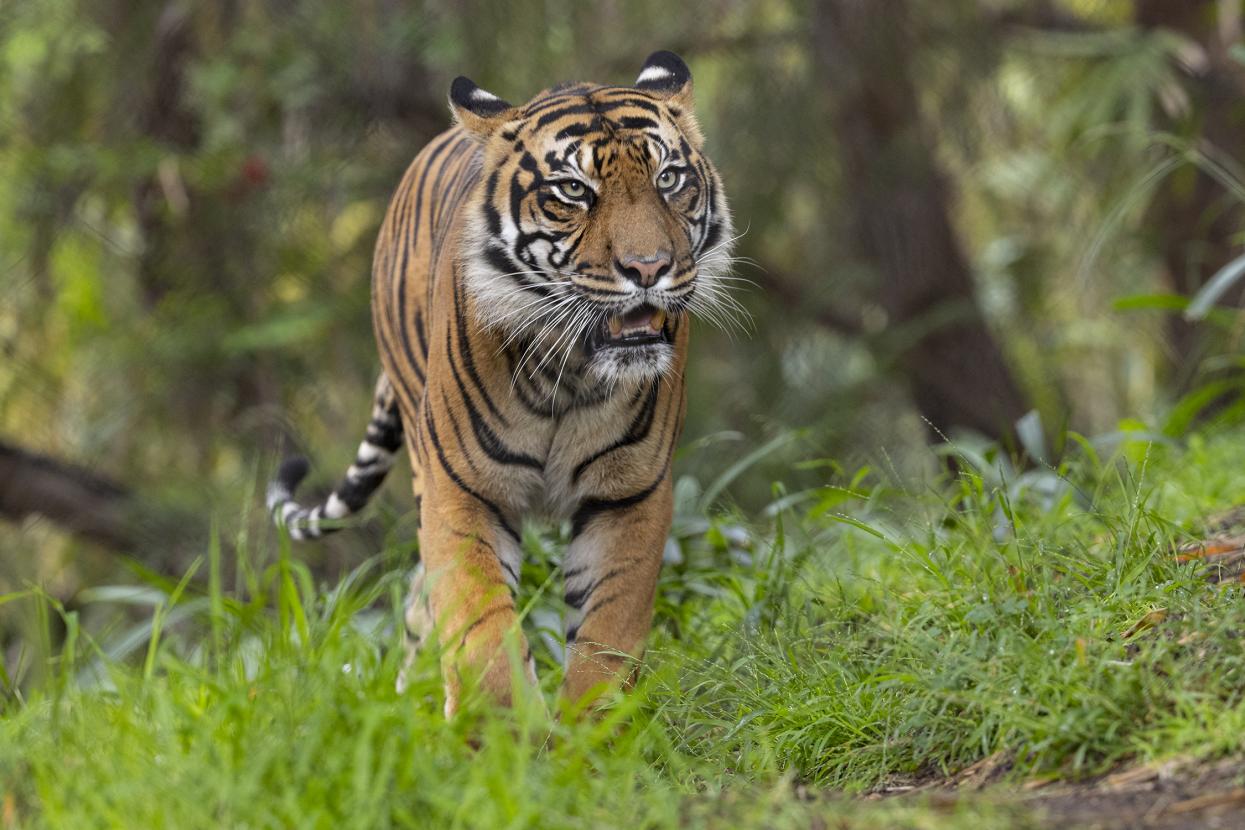 Sumatran tiger at Tiger Trail