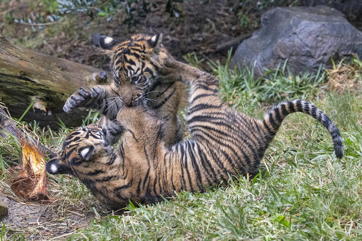 Tiger cubs