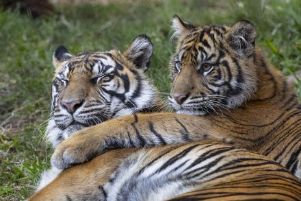 puteri and hutan, two sumatran tigers 