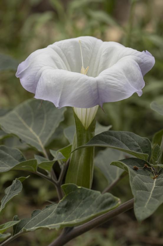 White flower (Datura wrightii)