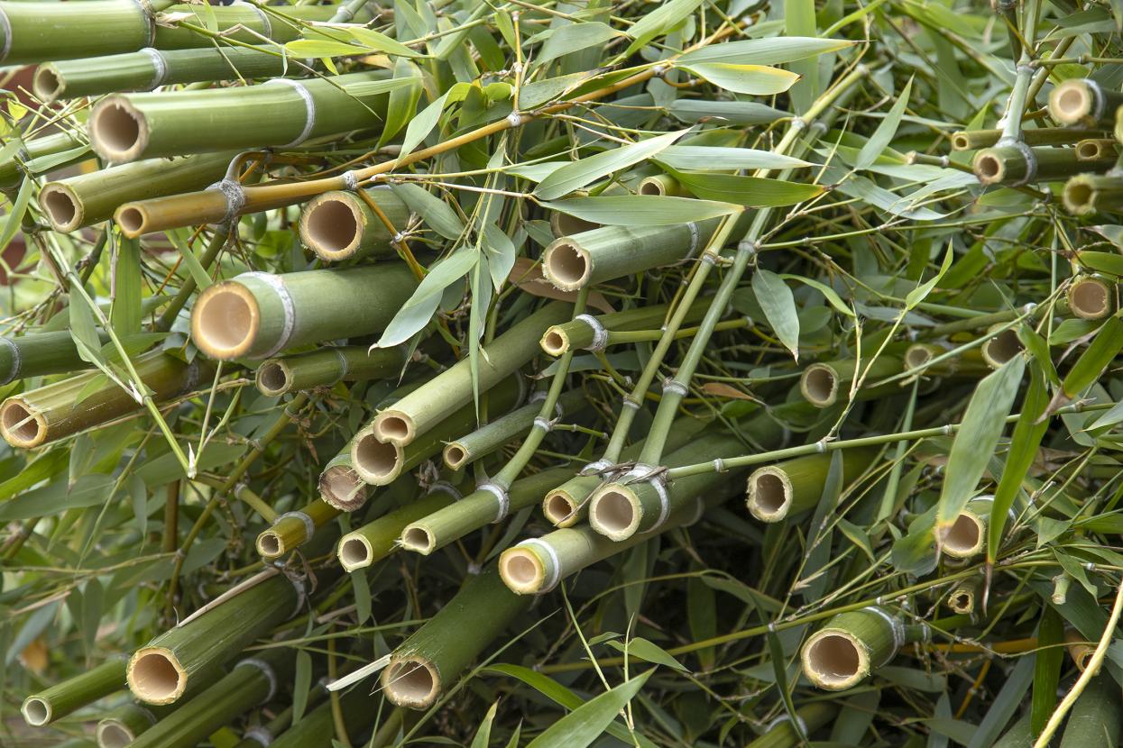 Bamboo stalks
