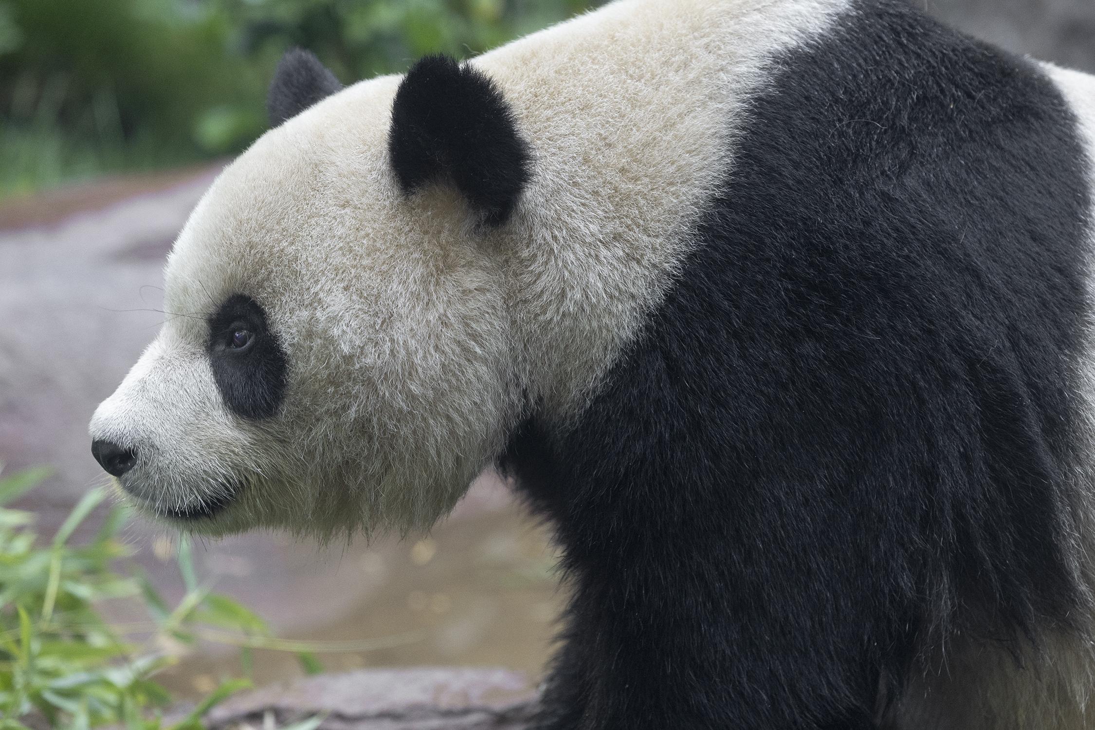 A panda in profile