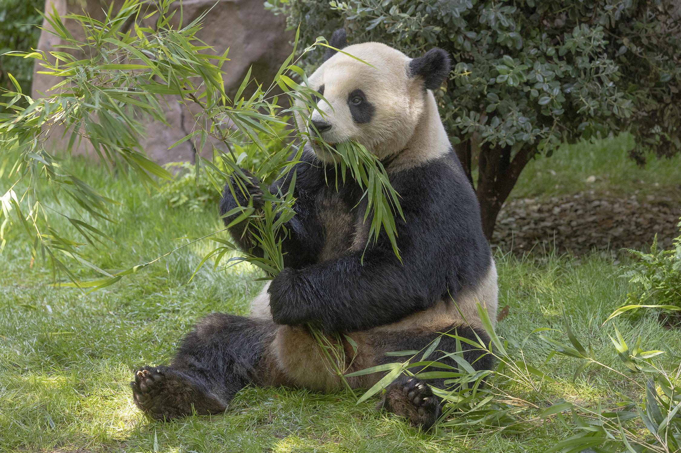 Panda eating bamboo