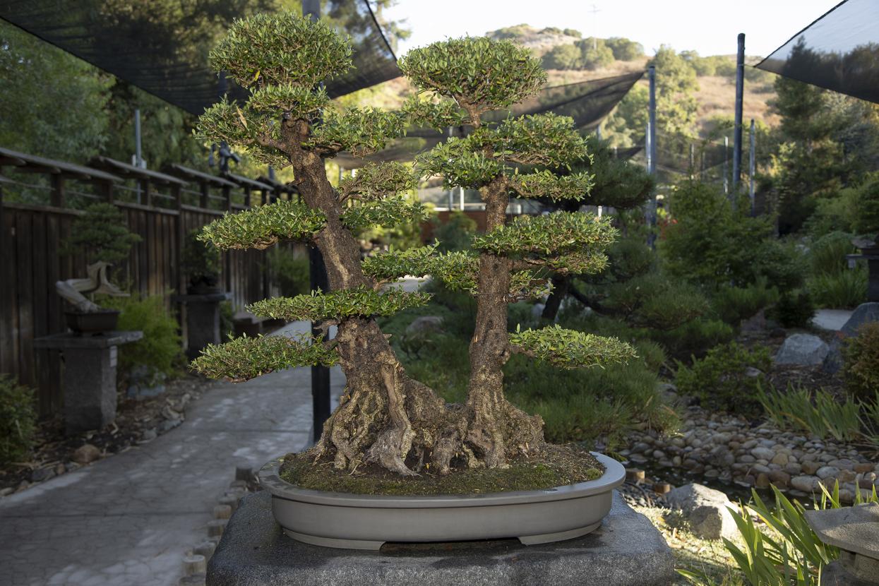 Bonsai Pavilion
