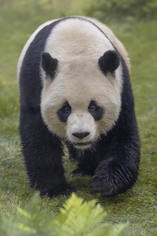 Panda walking toward you