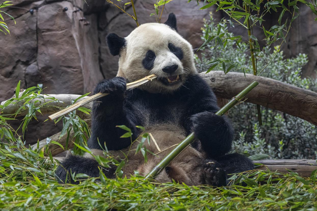 Giant panda eating bamboo