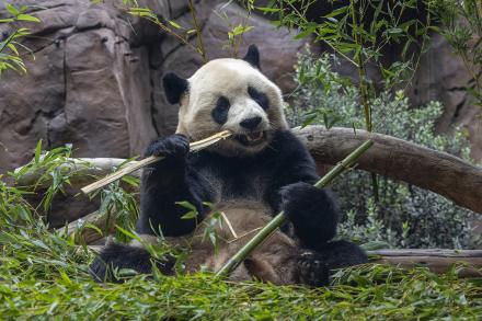 yun chuan the giant panda eating bamboo
