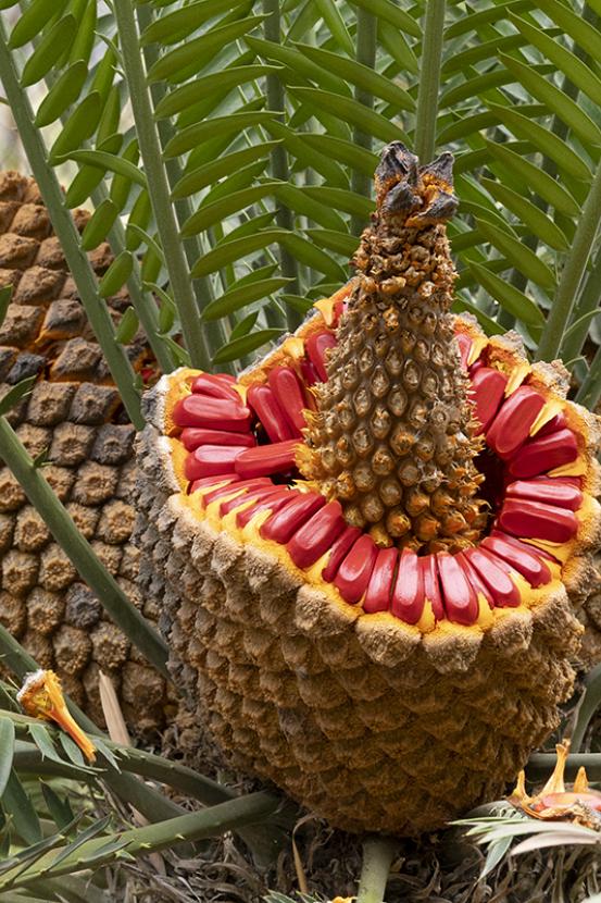 Eastern Cape giant cycad cone