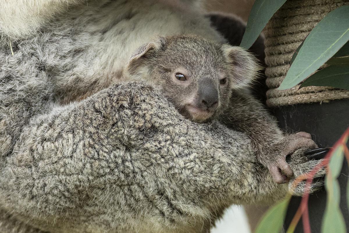 A fluffy, gray koala joey peeks out from its mother's pouch.