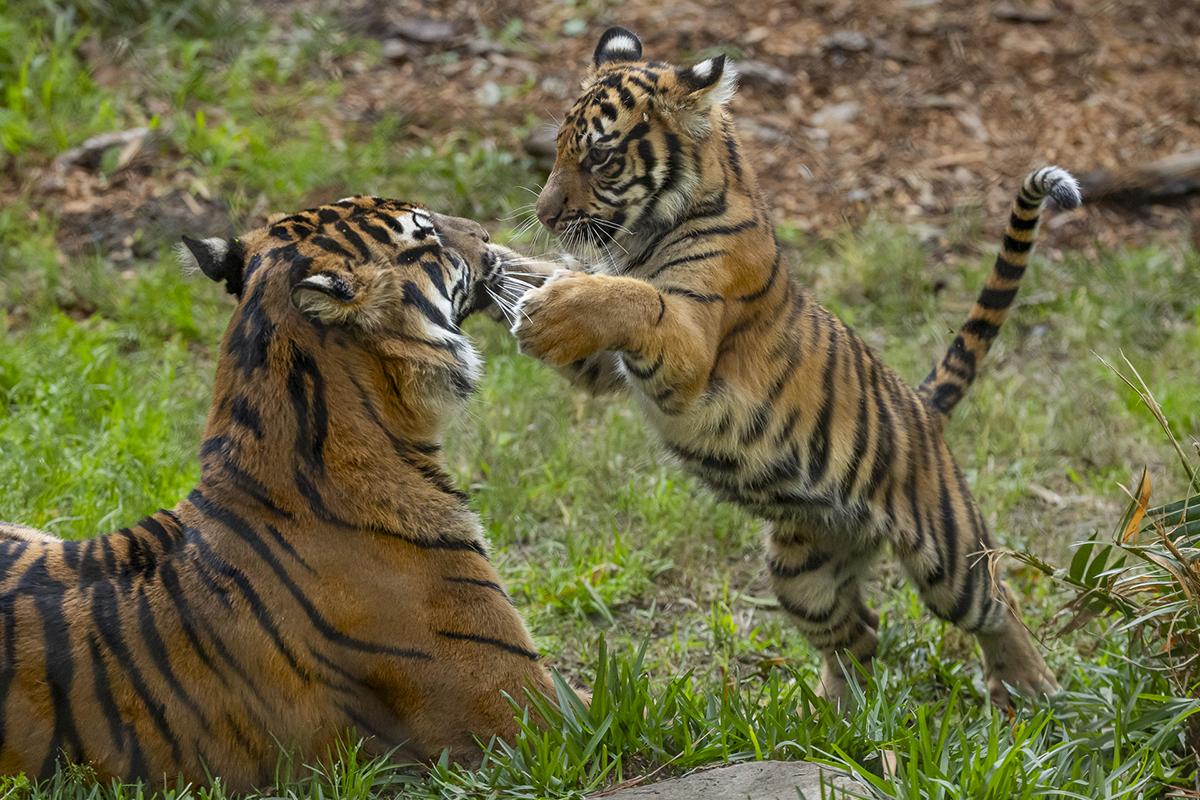 Tiger mother and cub