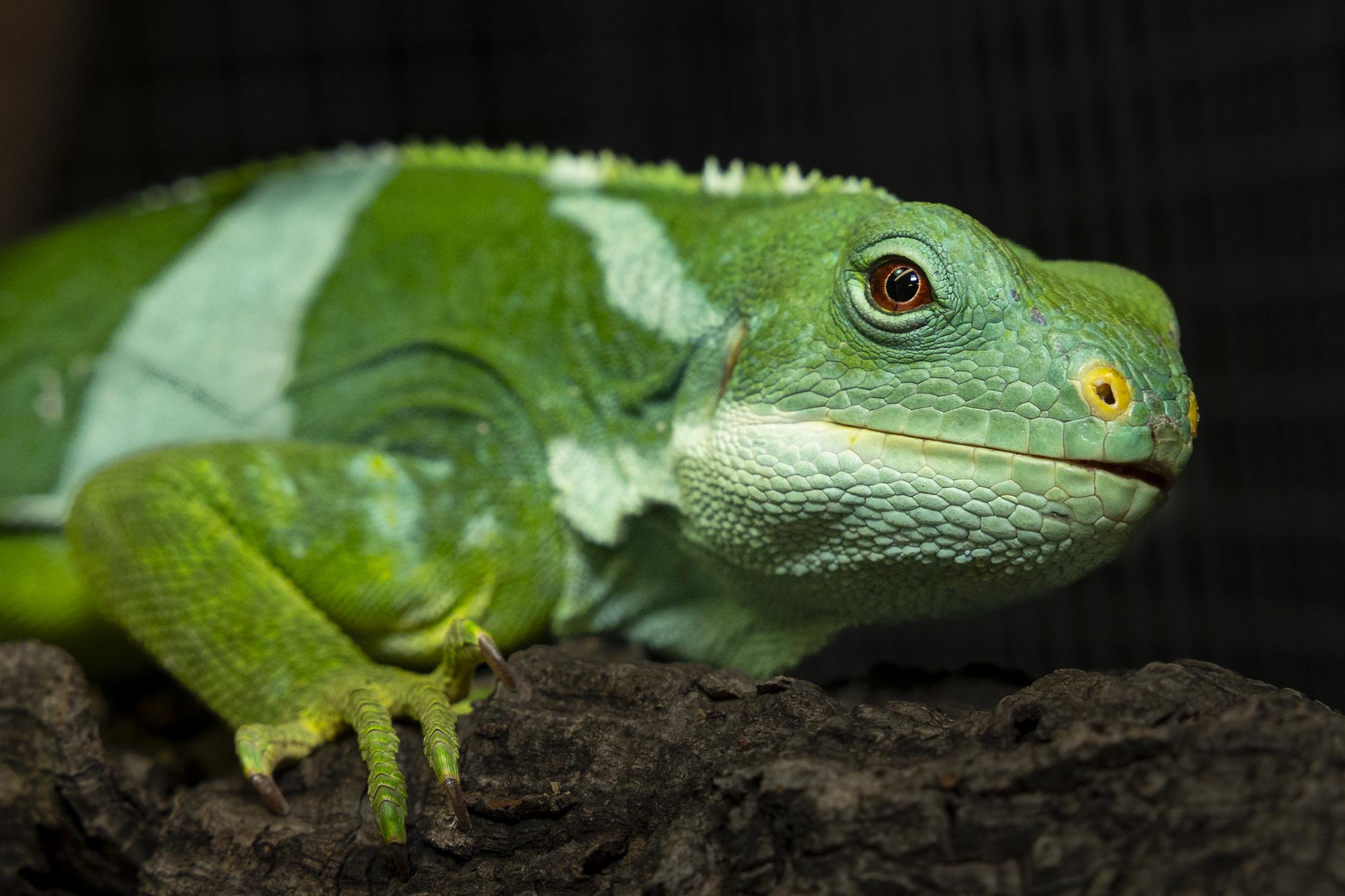 Fiji iguana