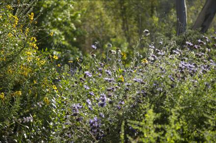 San Diego County foliage