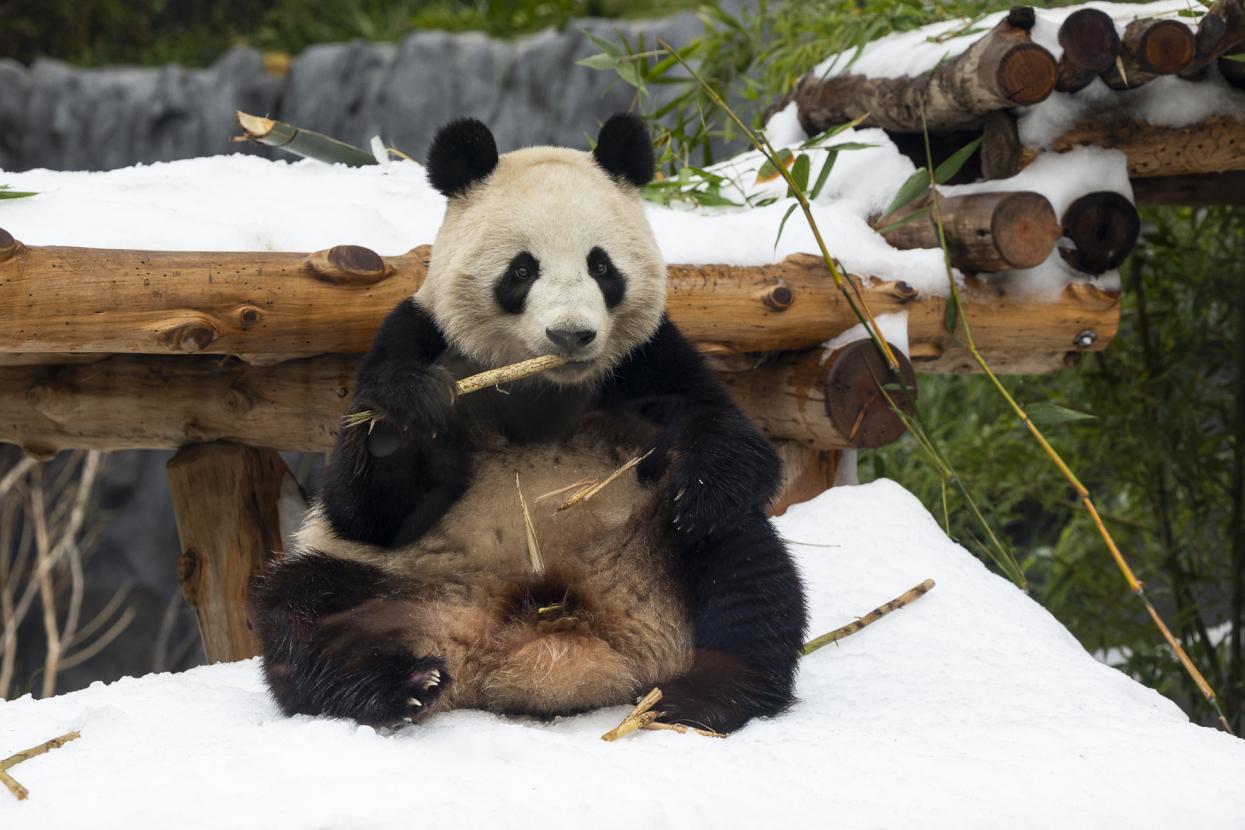 Xin Bao eating bamboo on a snow covered ground