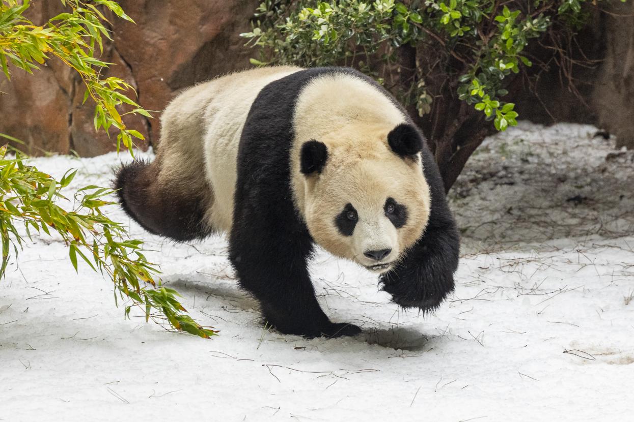Yun Chuan the giant panda running on a snow-covered ground