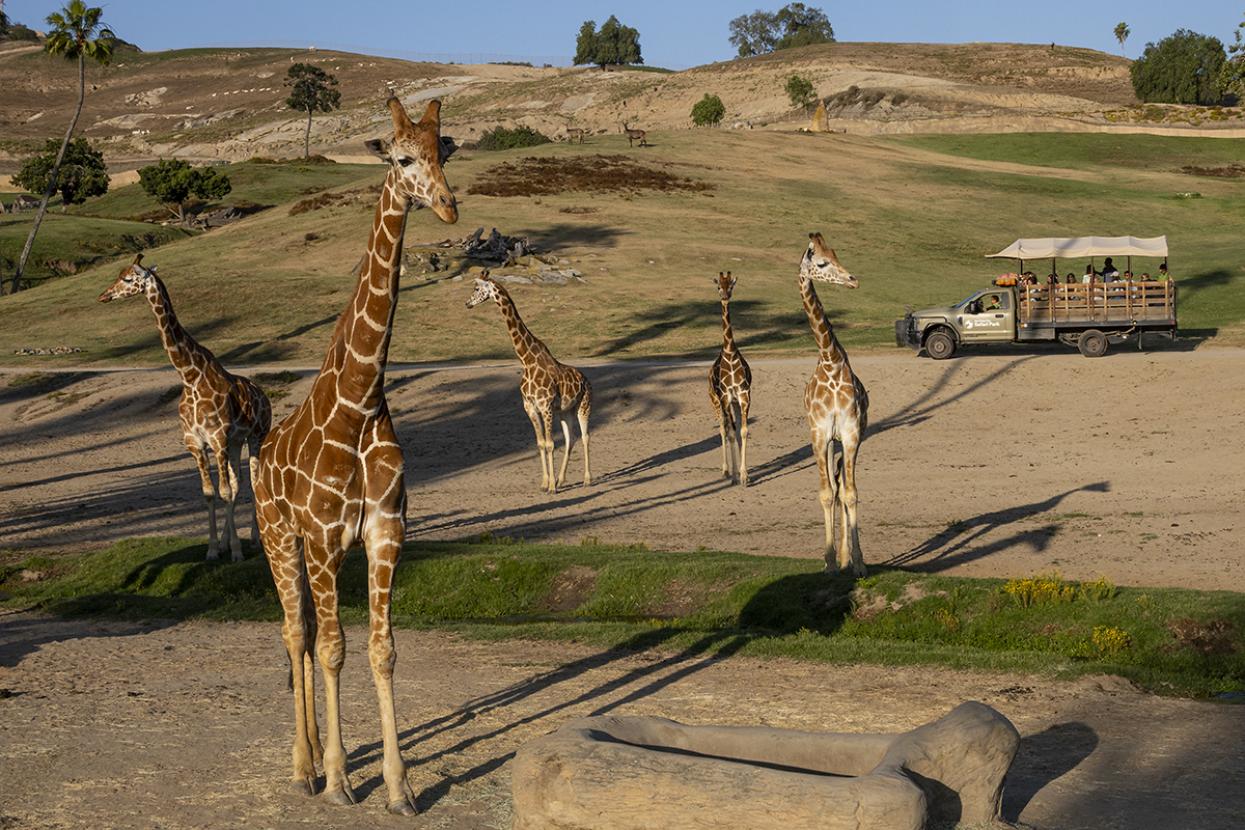tower of giraffes with caravan safari in the background