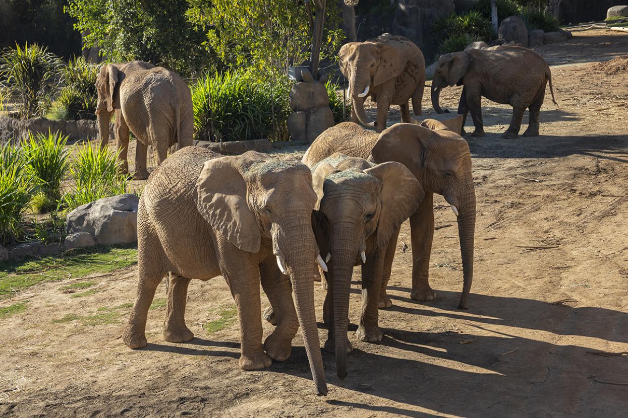 Herd of elephants