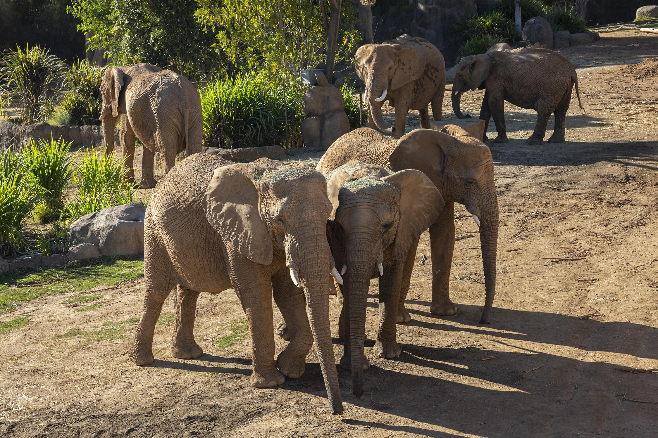 six African elephants at the Safari Park 