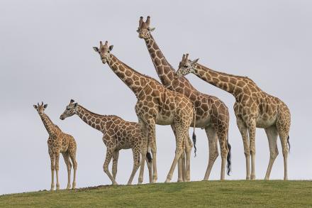 Giraffe group