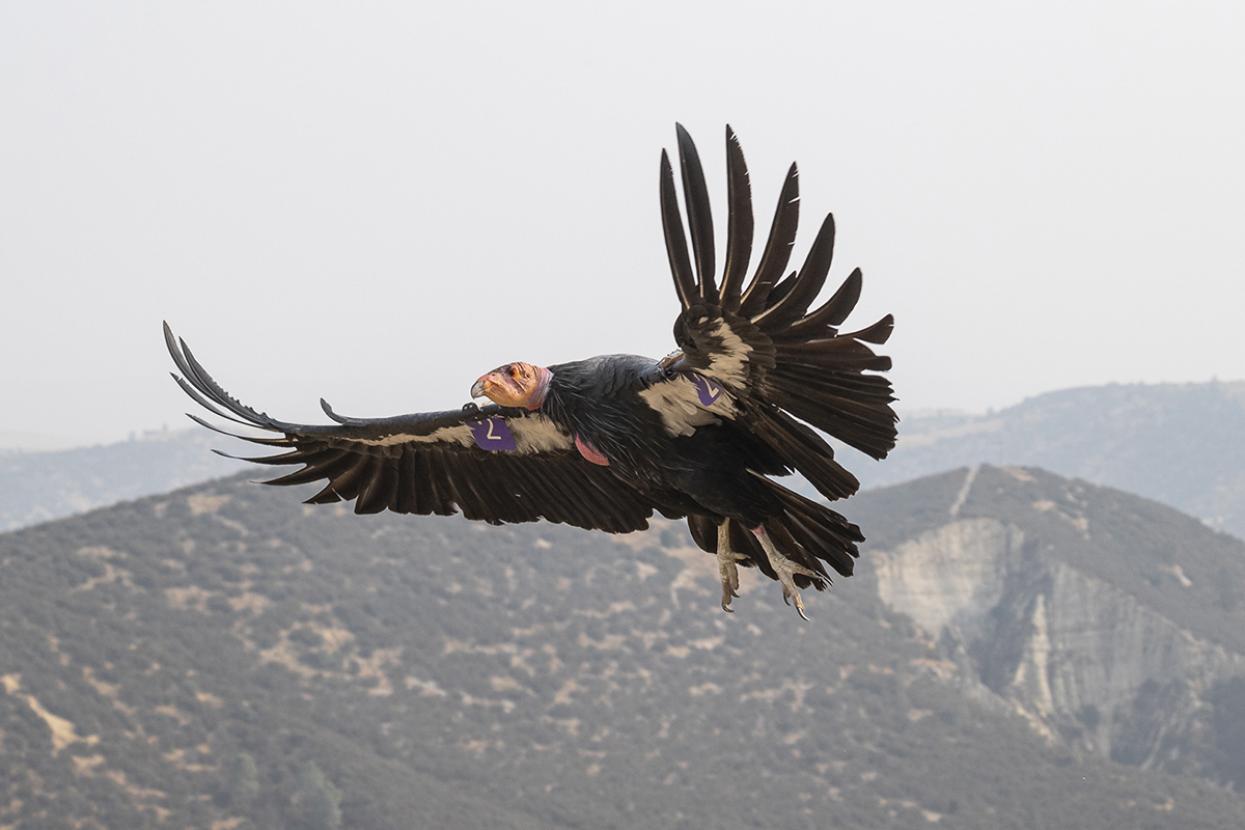 California condor flying