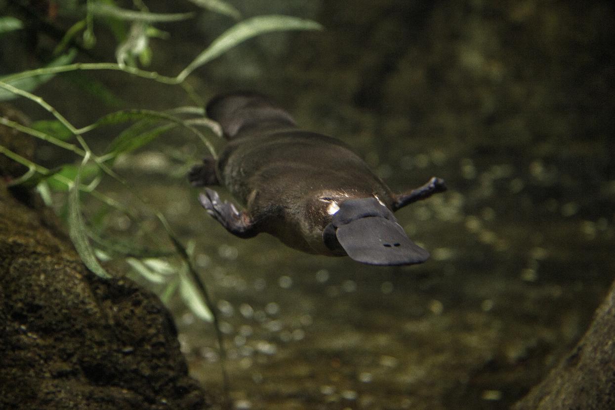 platypus