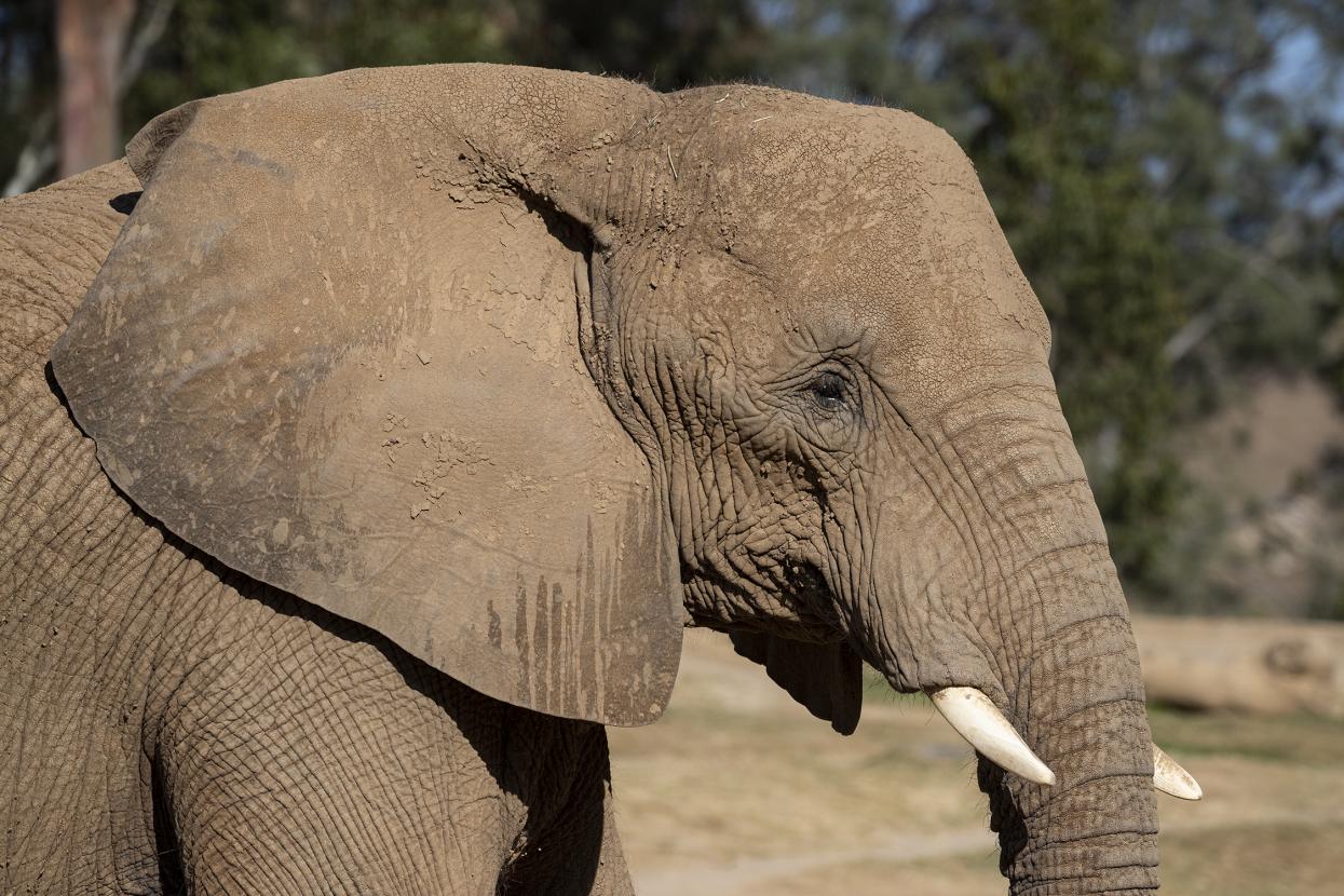 swazi the african elephant