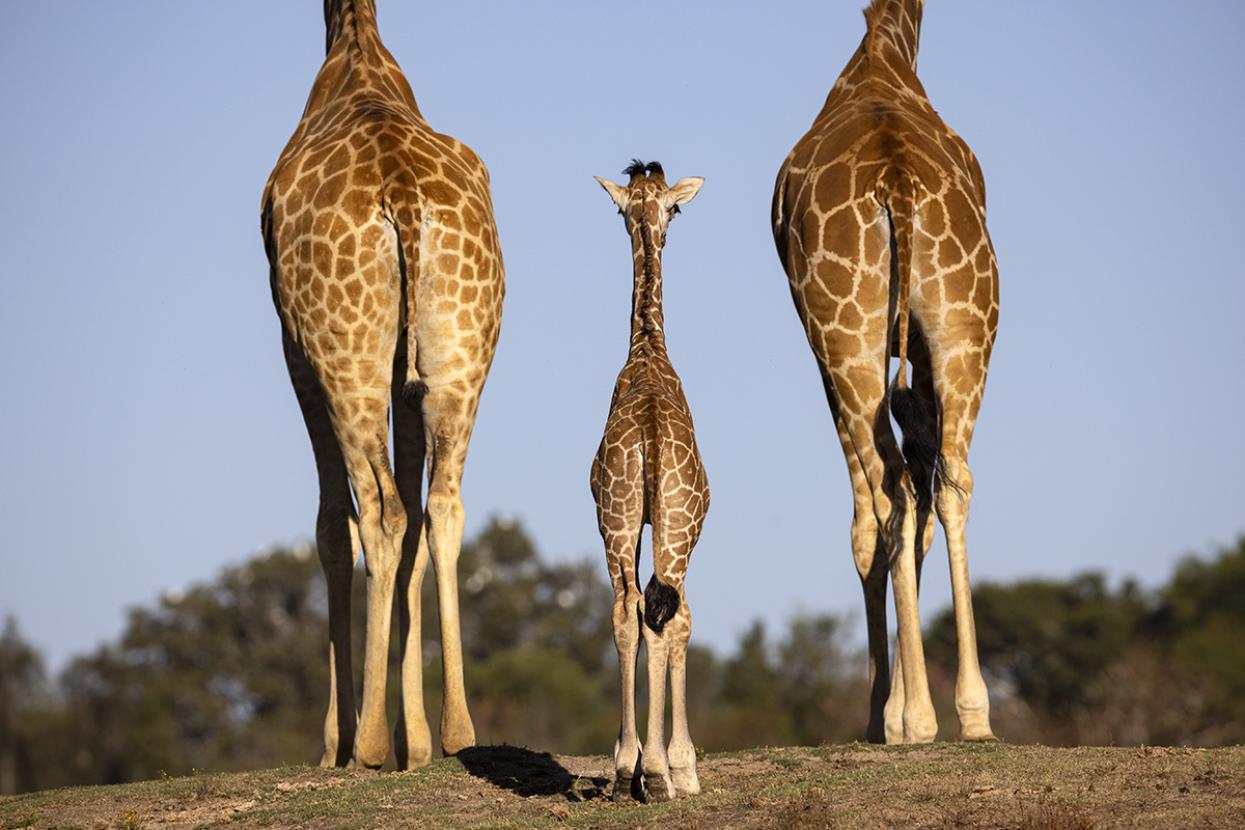 Giraffes