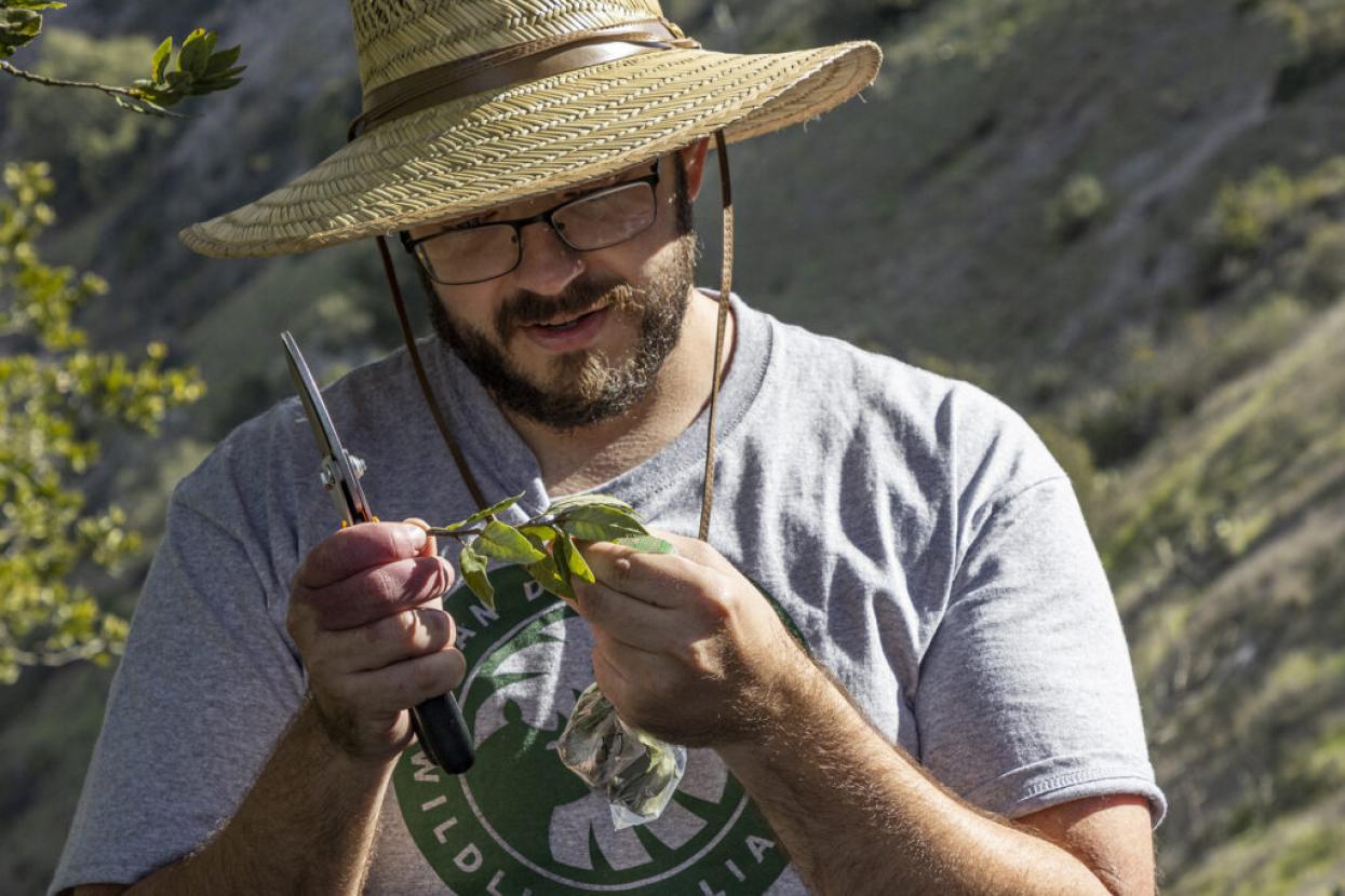 researcher examining branch