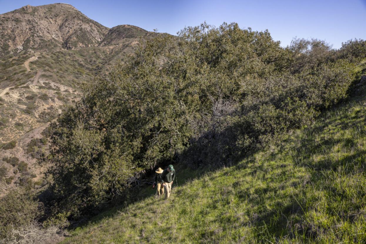researchers walking up hill