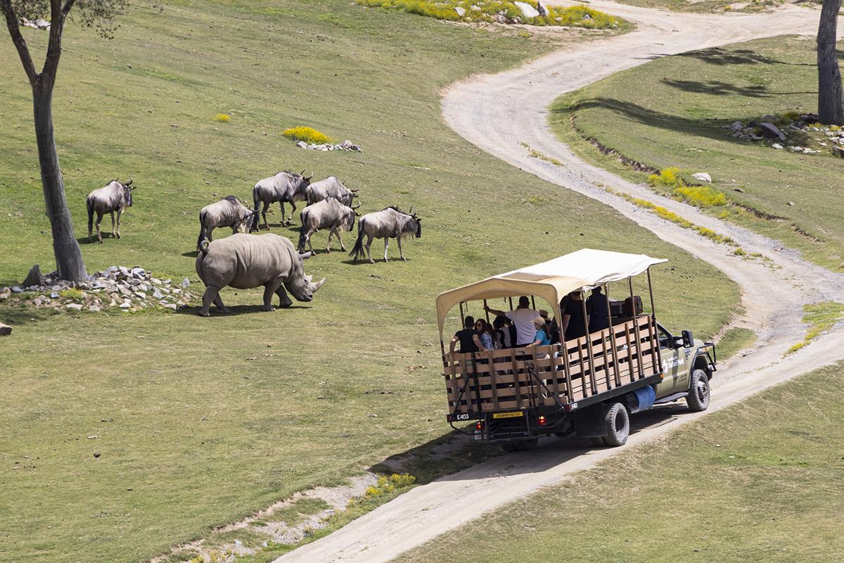 safari caravan with wildlife