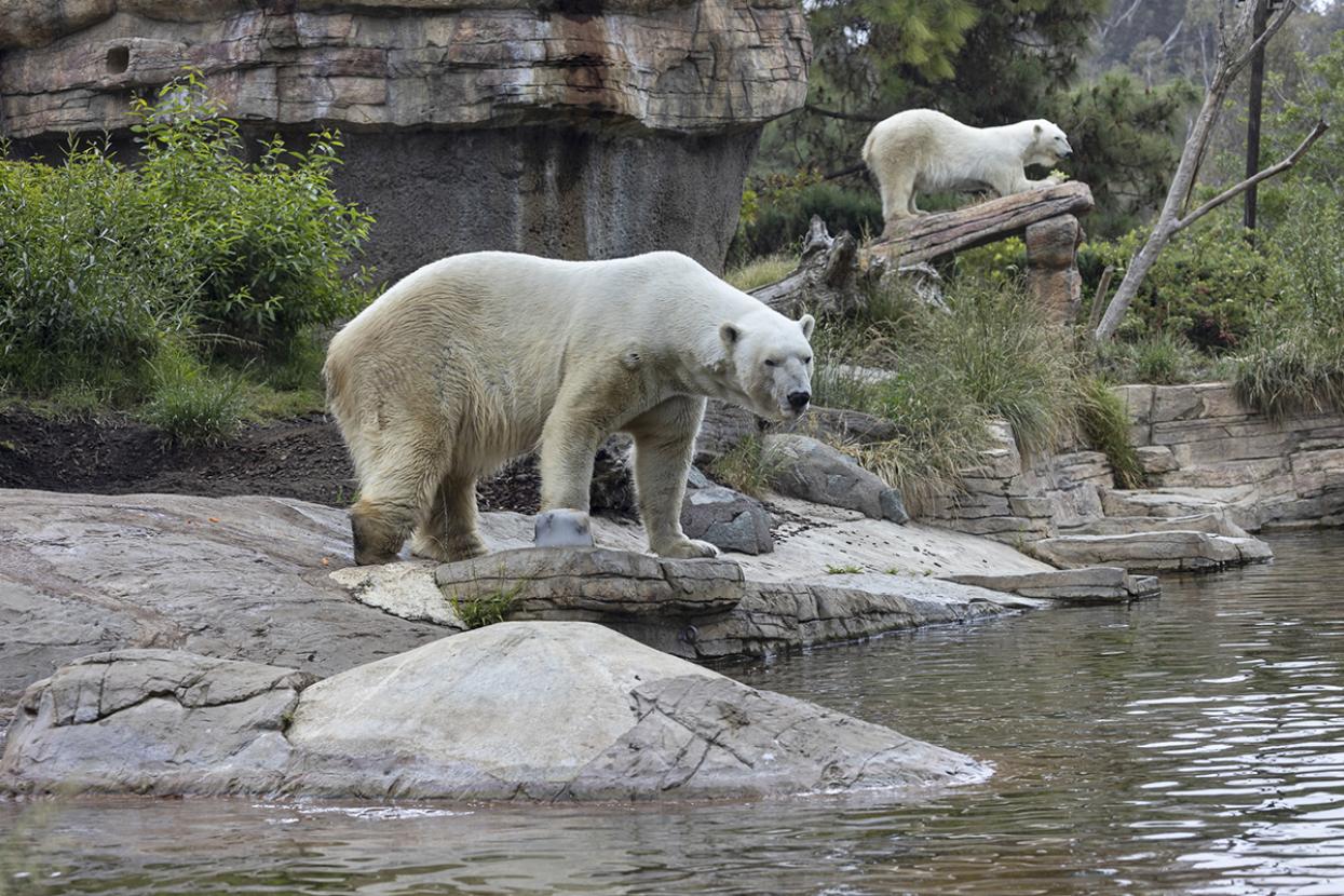 polar bears explore at the San Diego Zoo