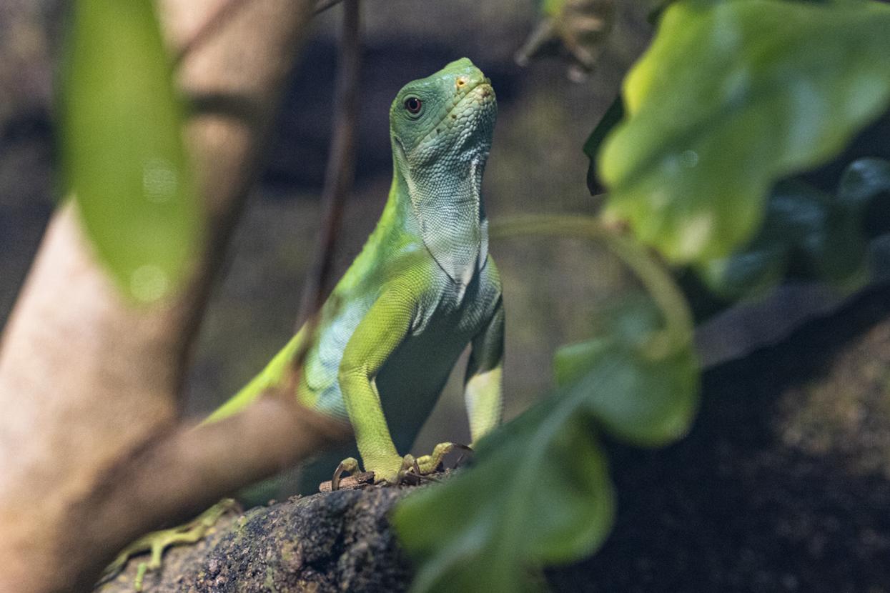 Fiji iguana