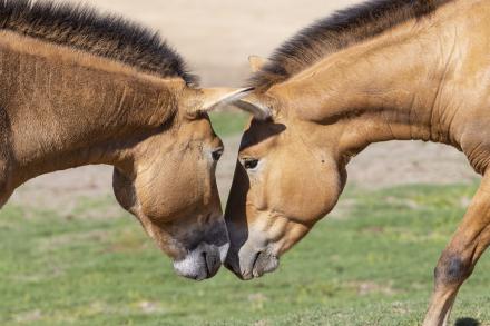 two Przewalski horses