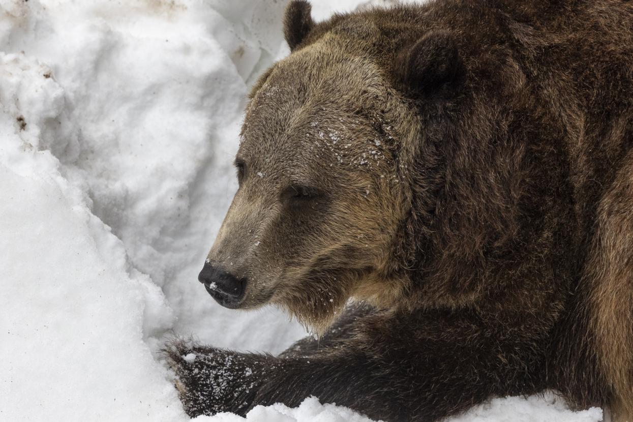 Grizzly bear in snow