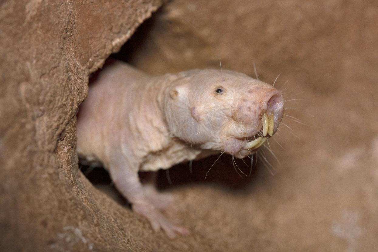 naked mole rat